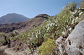 Colca Canyon